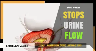 How to Stop Urine Flow With Pelvic Floor Muscles