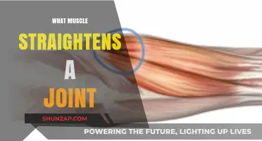 How Muscles Straighten Joints: A Guide