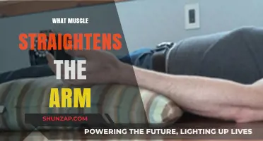 Triceps: The Key Muscle for Straightening Your Arm Explained