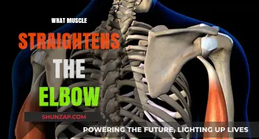 Triceps Power: Straightening Your Elbow