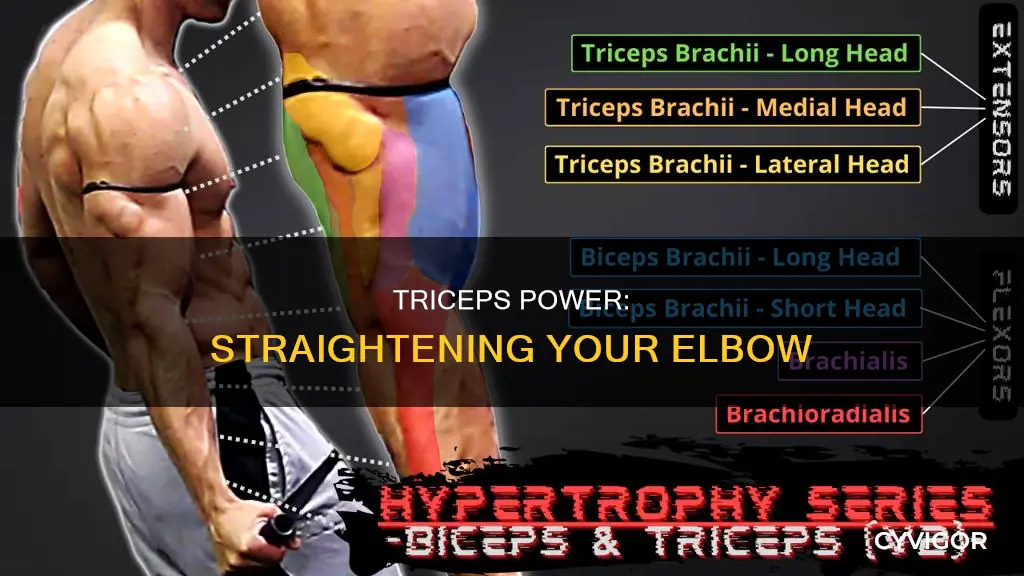 what muscle straightens the elbow