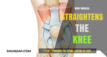 Unlocking the Power of Knee Extension: Core Muscles Explored