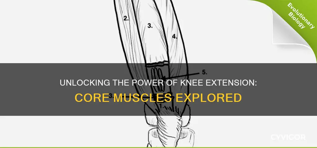 what muscle straightens the knee