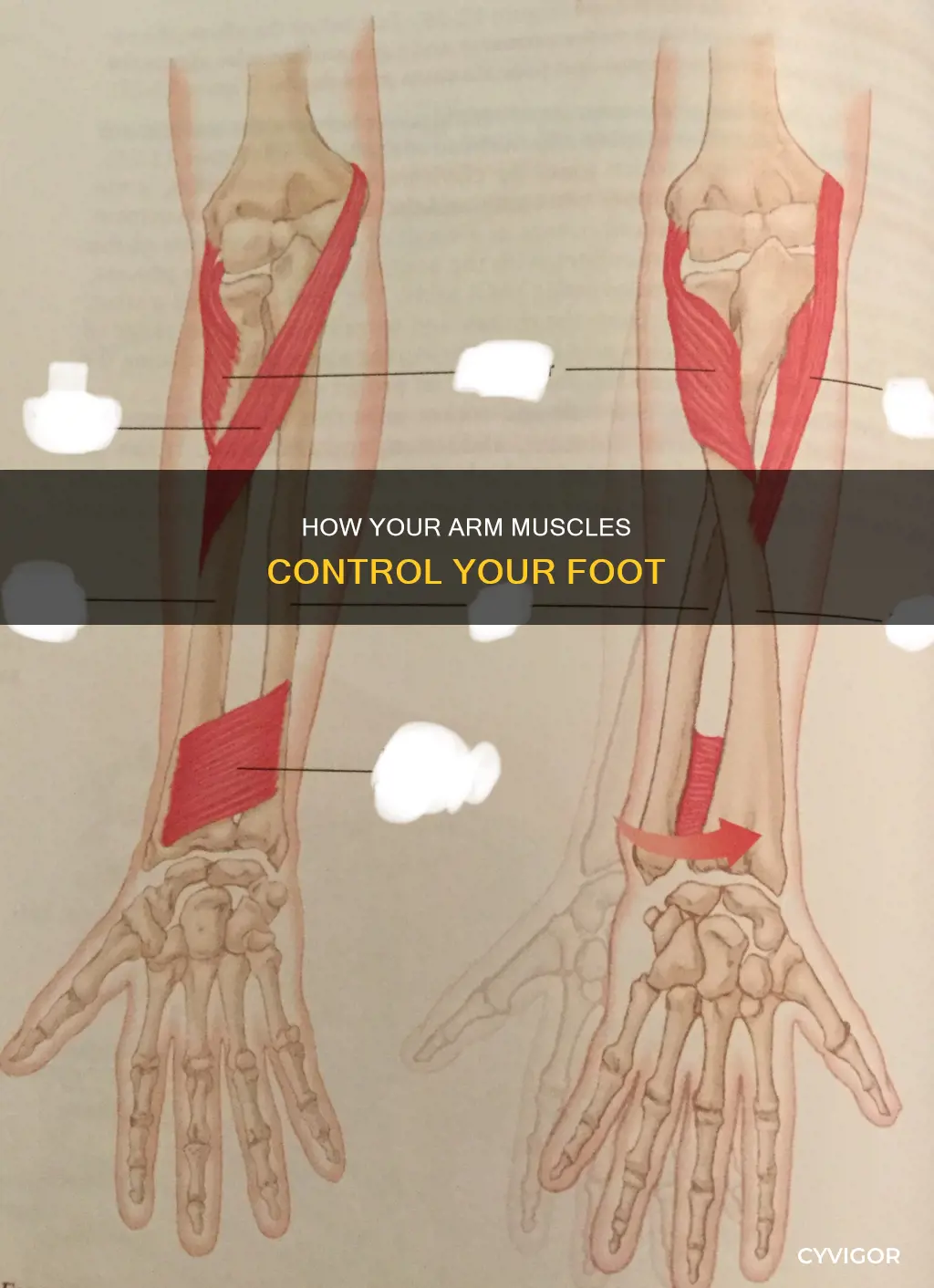what muscle supinates the foot