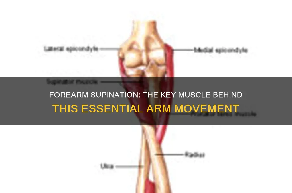 what muscle supinates the forearm arm
