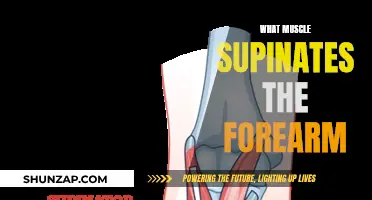 Supinating the Forearm: Which Muscles are Key?