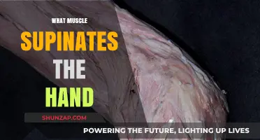 How Your Forearm Muscles Control Hand Supination