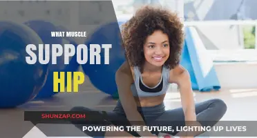 Hip Muscles: Understanding the Core's Support System