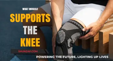 Understanding the Quadriceps: Supporting the Knee