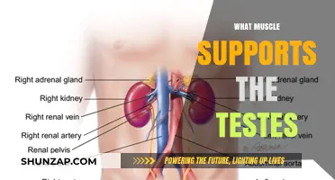 The Testes' Supporting Muscle: An Overview