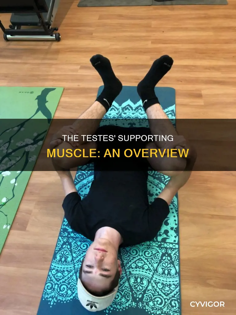 what muscle supports the testes