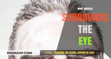 The Muscles Around Your Eyes: A Guide