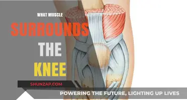 Unlocking the Quadriceps: Knee Muscle Mystery