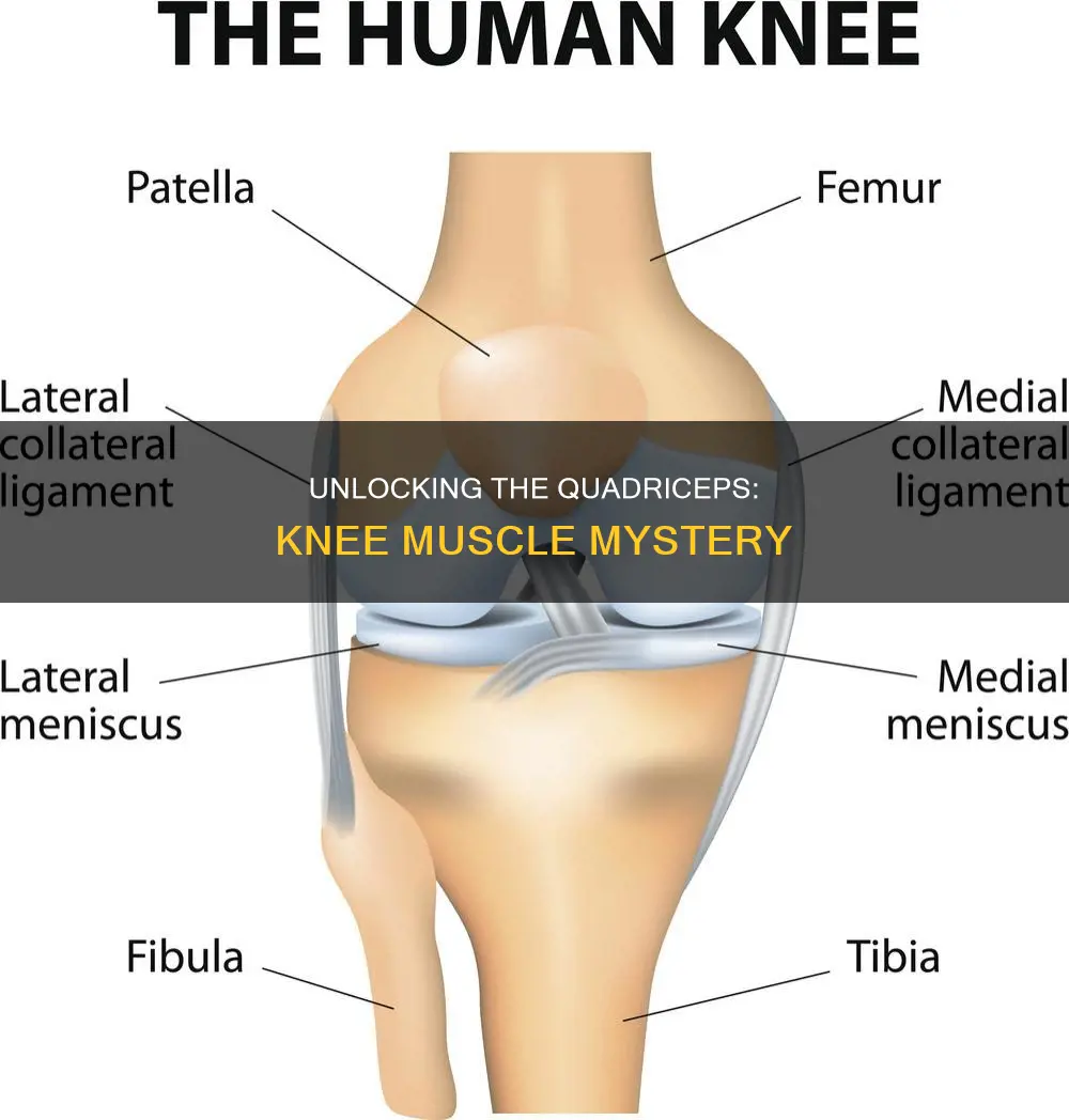 what muscle surrounds the knee