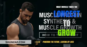 Which Muscle Takes the Longest to Develop and Why?