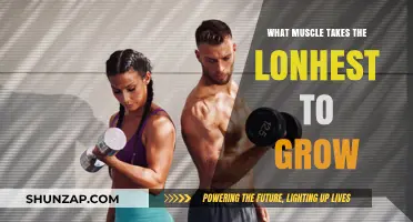 Which Muscle Takes the Longest to Develop and Why?