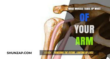 Discover the Dominant Muscle That Defines Your Arm's Strength
