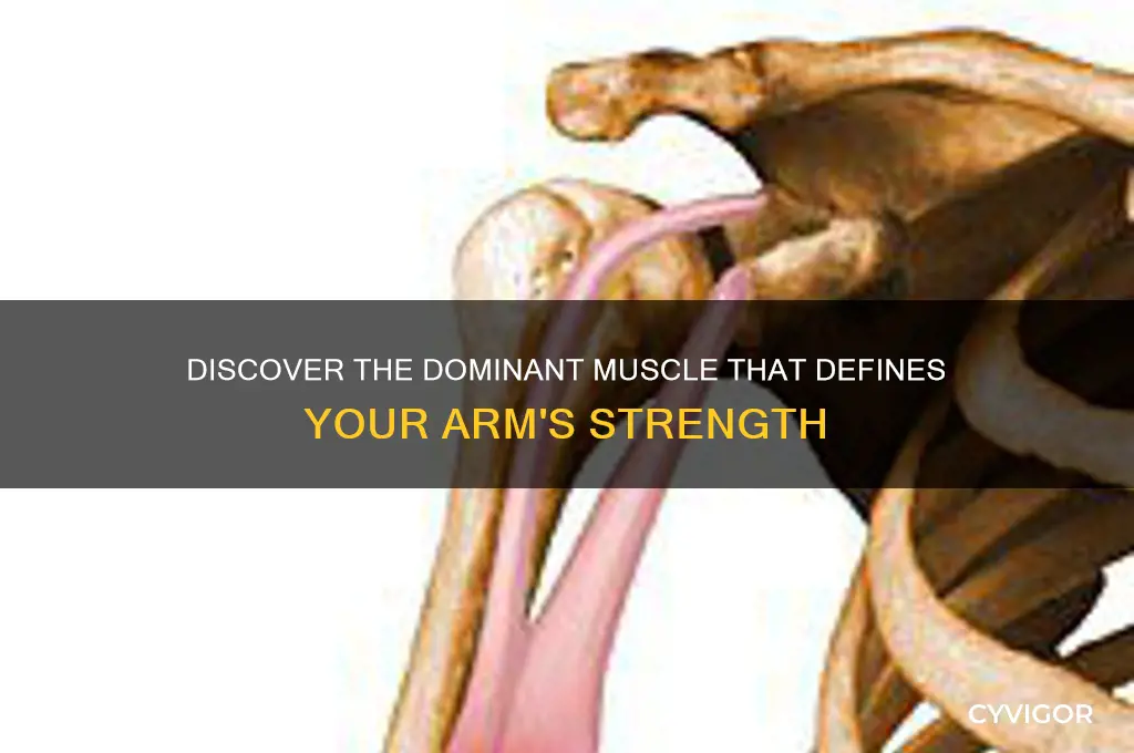 what muscle takes up most of your arm