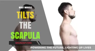 How Your Scapula Moves: Muscles That Tilt and Elevate