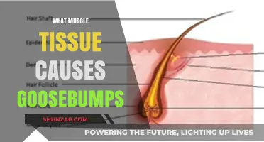 How the Erector Pili Muscle Triggers Goosebumps: Explained