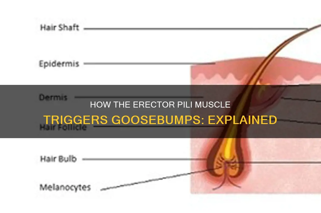 what muscle tissue causes goosebumps