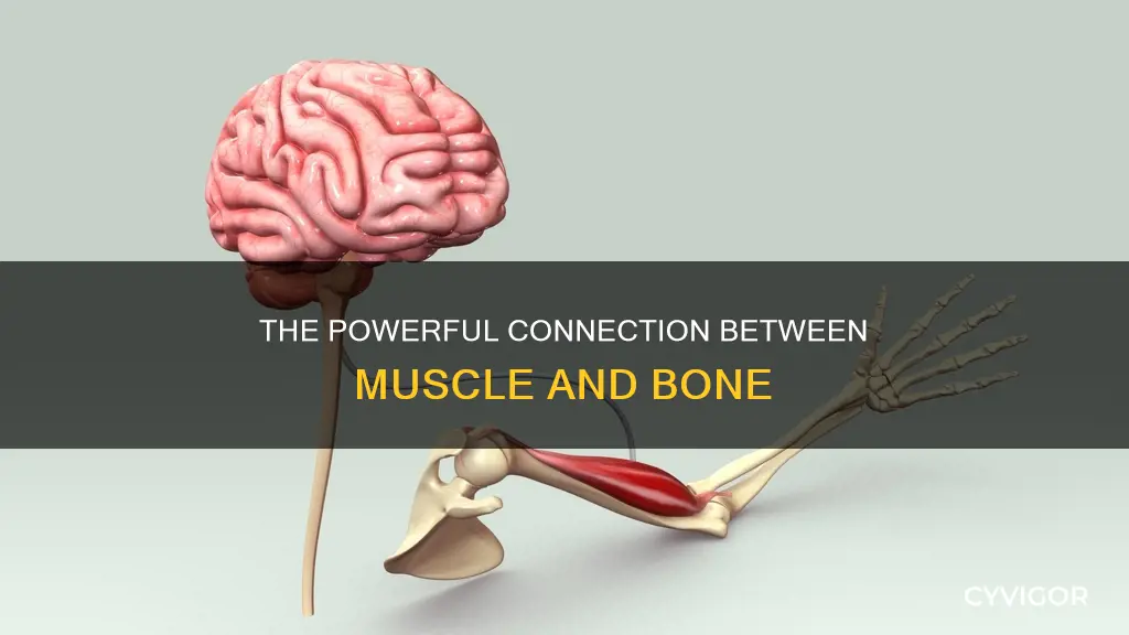 what muscle to bone