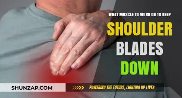 Strengthen These Muscles to Keep Your Shoulder Blades Down