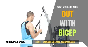 Maximize Arm Gains: Best Muscles to Pair with Bicep Workouts