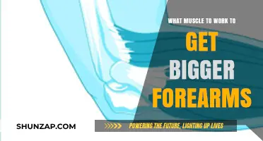Sculpt Stronger Forearms: Target These Key Muscles for Bigger Gains