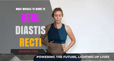 Heal Diastasis Recti: Target Muscles for Core Recovery