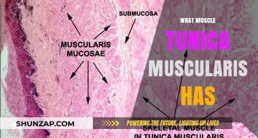 Tunica Muscularis: The Muscle Layer's Composition