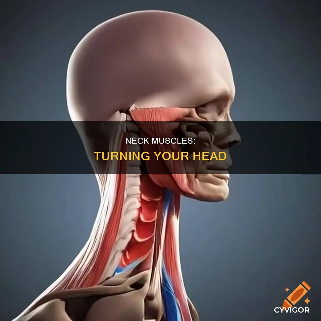 what muscle turn your head