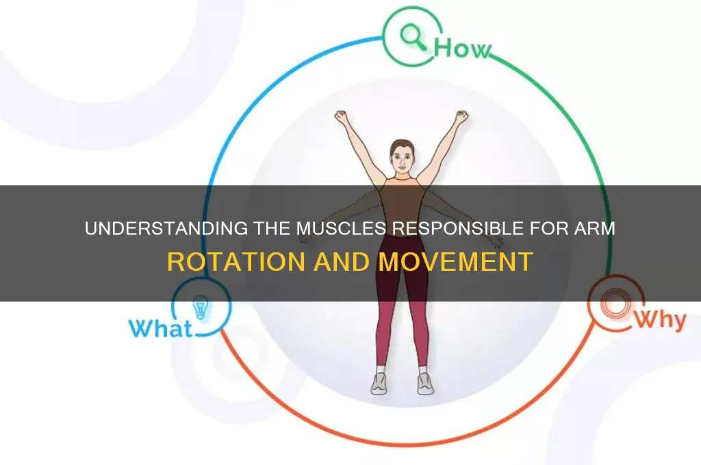 what muscle turns the arm