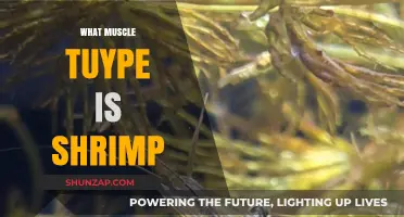 Shrimp Muscle Type: A Quick Overview