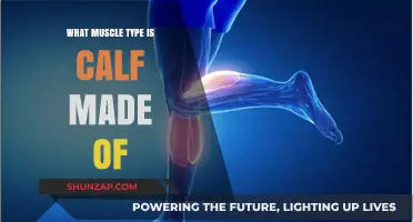 Unveiling the Calf Muscle: A Deep Dive into Its Composition