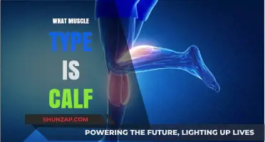 Understanding Calf Muscles: Types and Functions Explained