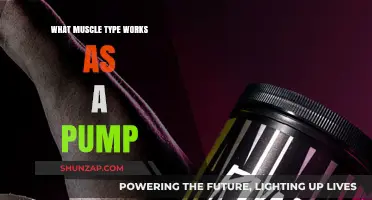 How Smooth Muscles Function as Efficient Pumps in the Body