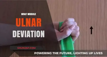 Ulnar Deviation: Which Muscles Are Involved?