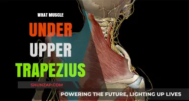 Uncover the Muscles Under Upper Trapezius