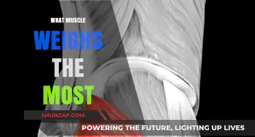 The Heaviest Muscle in the Human Body