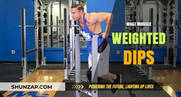 Weighted Dips: The Ultimate Upper-Body Muscle Builder