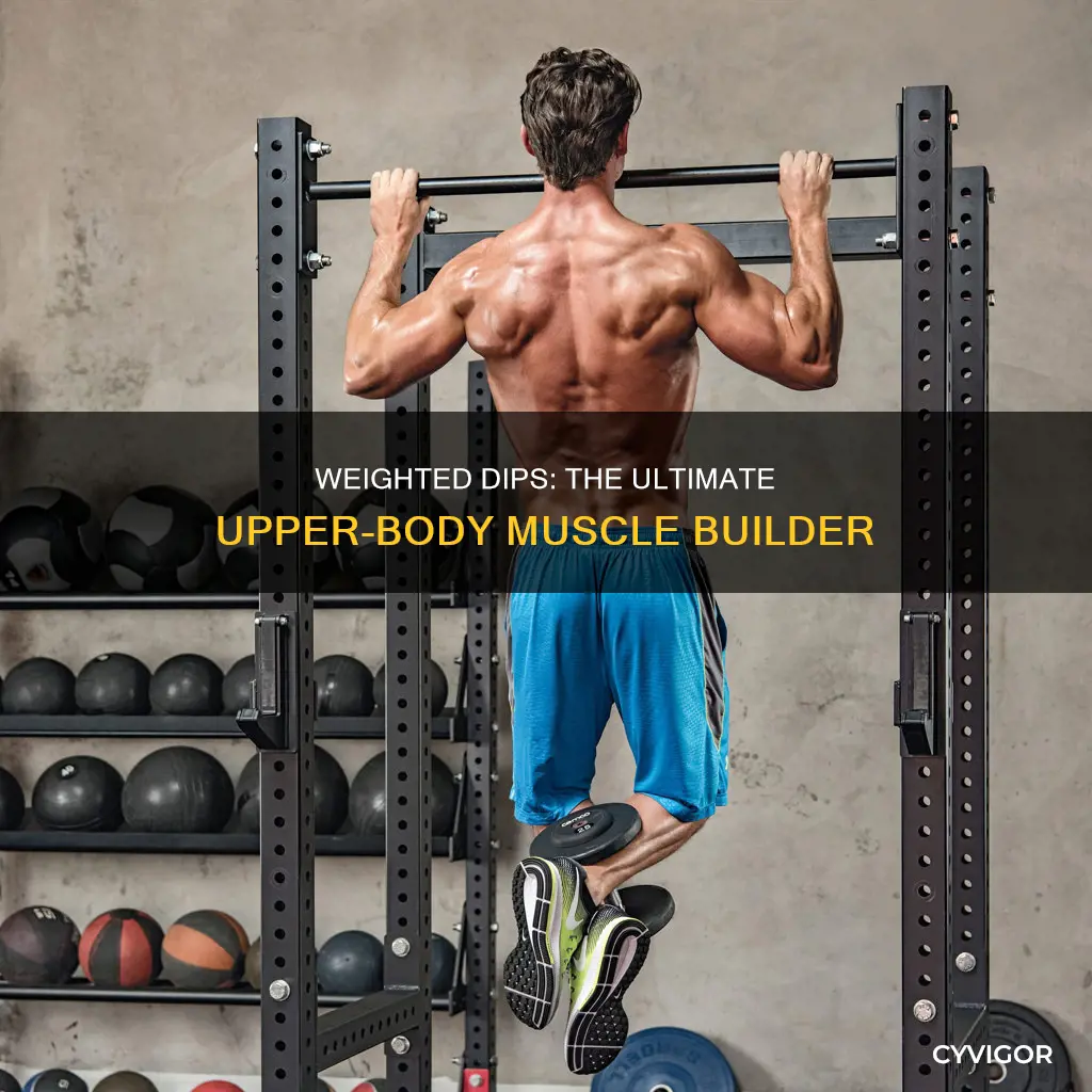 what muscle weighted dips