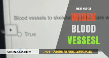 How Muscles Dilate Blood Vessels and Improve Circulation