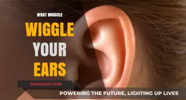 Ear Wiggling: Which Muscles Are Responsible?