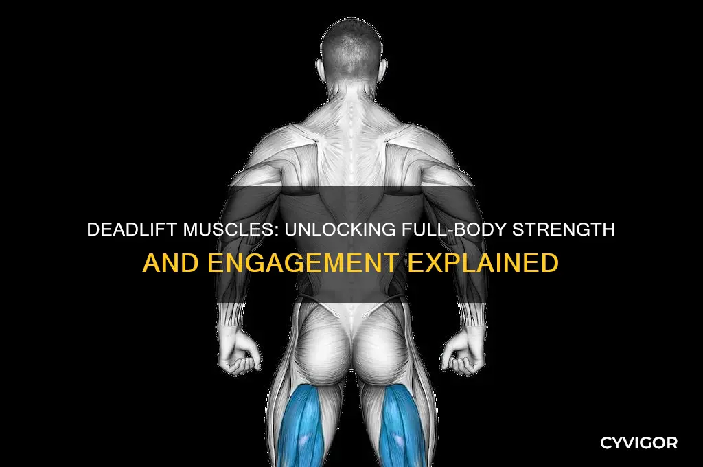 what muscle work deadlift