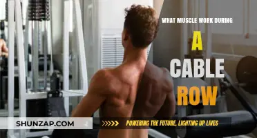 Cable Row Muscles: Targeted Back, Arm, and Core Activation Explained