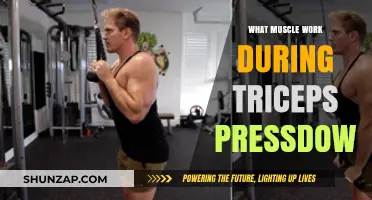 Triceps Pressdown: Targeted Muscles and Effective Technique Explained