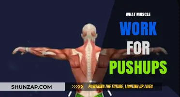 Muscles Engaged in Pushups: A Comprehensive Guide to Strength Training