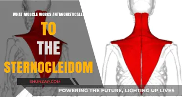 Sternocleidomastoid's Antagonist: Unveiling the Trapezius Muscle's Role in Neck Movement