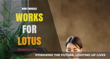 Muscles Engaged in Lotus Pose: Unlocking Flexibility and Strength